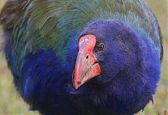 South Island Takahe